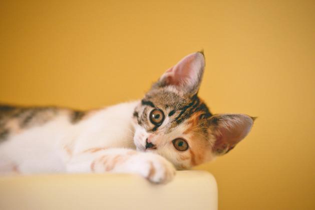 Chaton confortablement installé sur un canapé en appartement